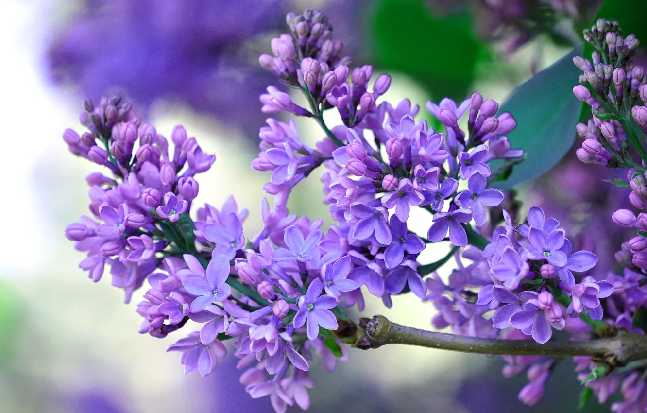 Photo wallpaper spring, petals, lilac, inflorescence