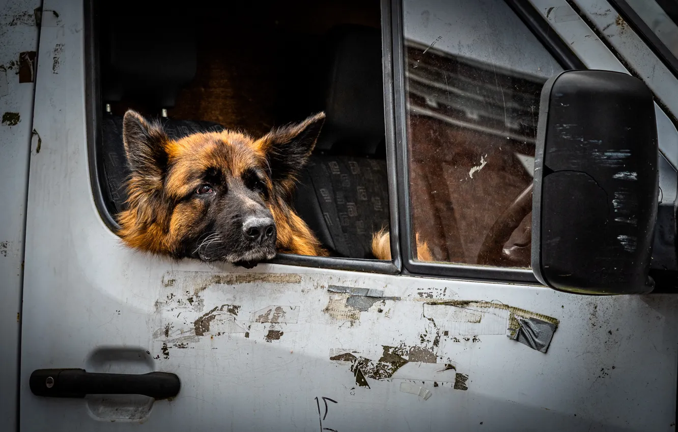 Photo wallpaper dog, car, shepherd