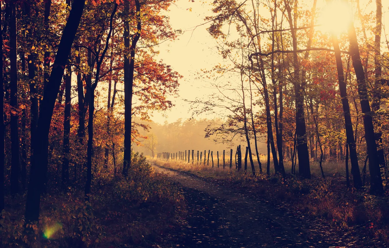 Photo wallpaper forest, trees, nature, park, autumn, leaves, sunrise, woods