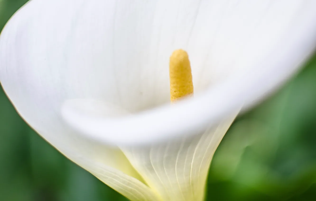Photo wallpaper flower, nature, Calla