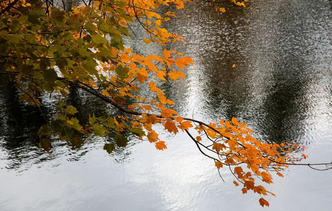 Photo wallpaper autumn, leaves, water, branches, lake