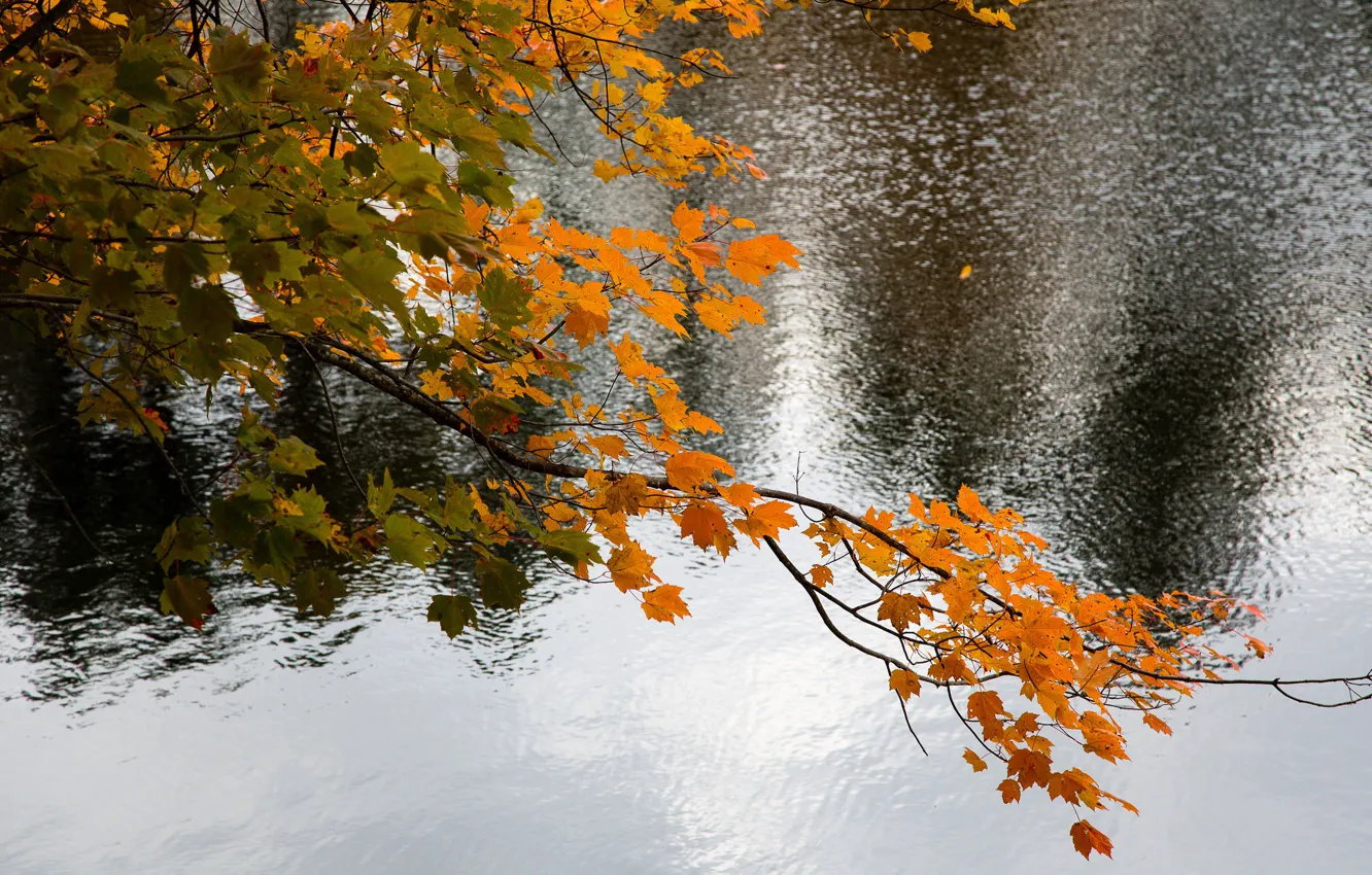 Photo wallpaper autumn, leaves, water, lake, branch