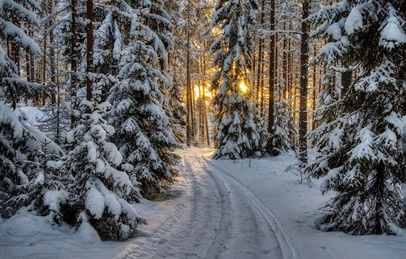 Photo wallpaper winter, road, snow, tree