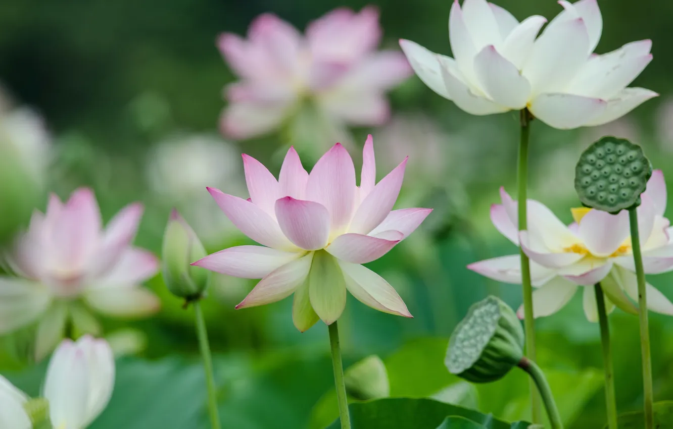 Photo wallpaper macro, petals, Lotus