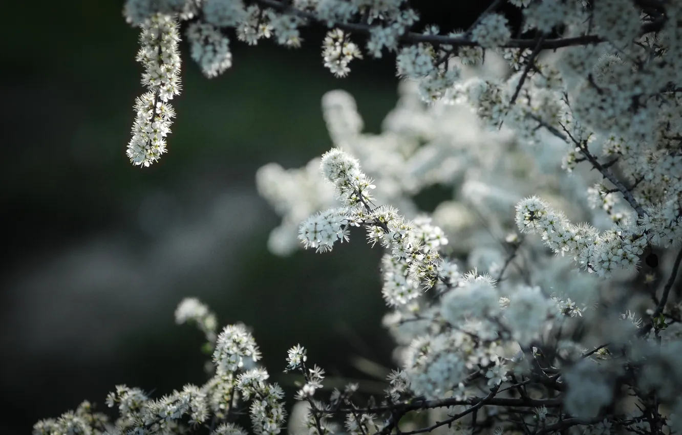 Photo wallpaper trees, flowers, nature, Apple
