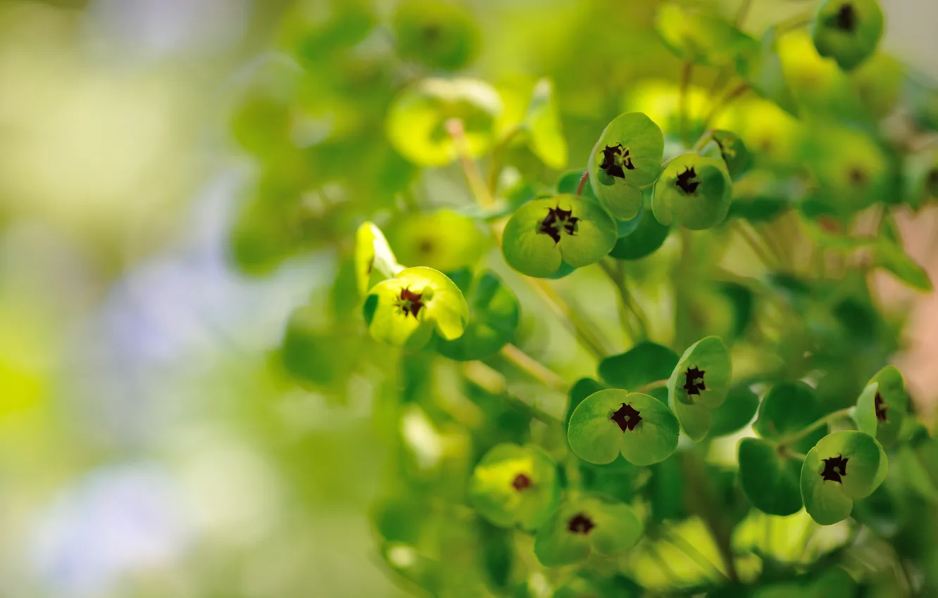 Photo wallpaper plant, green, flowers, Euphorbia, Euphorbia