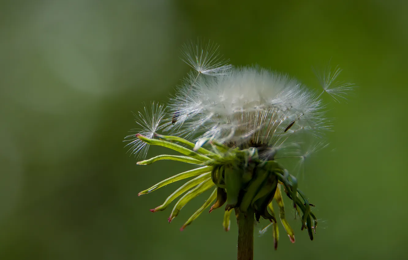 Photo wallpaper flowers, background, dandelion, spring, bokeh