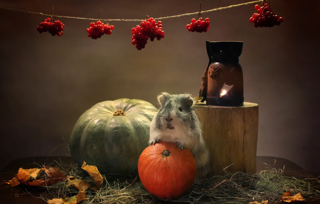 Photo wallpaper autumn, animals, pumpkin, Guinea pig, candle holder, composition