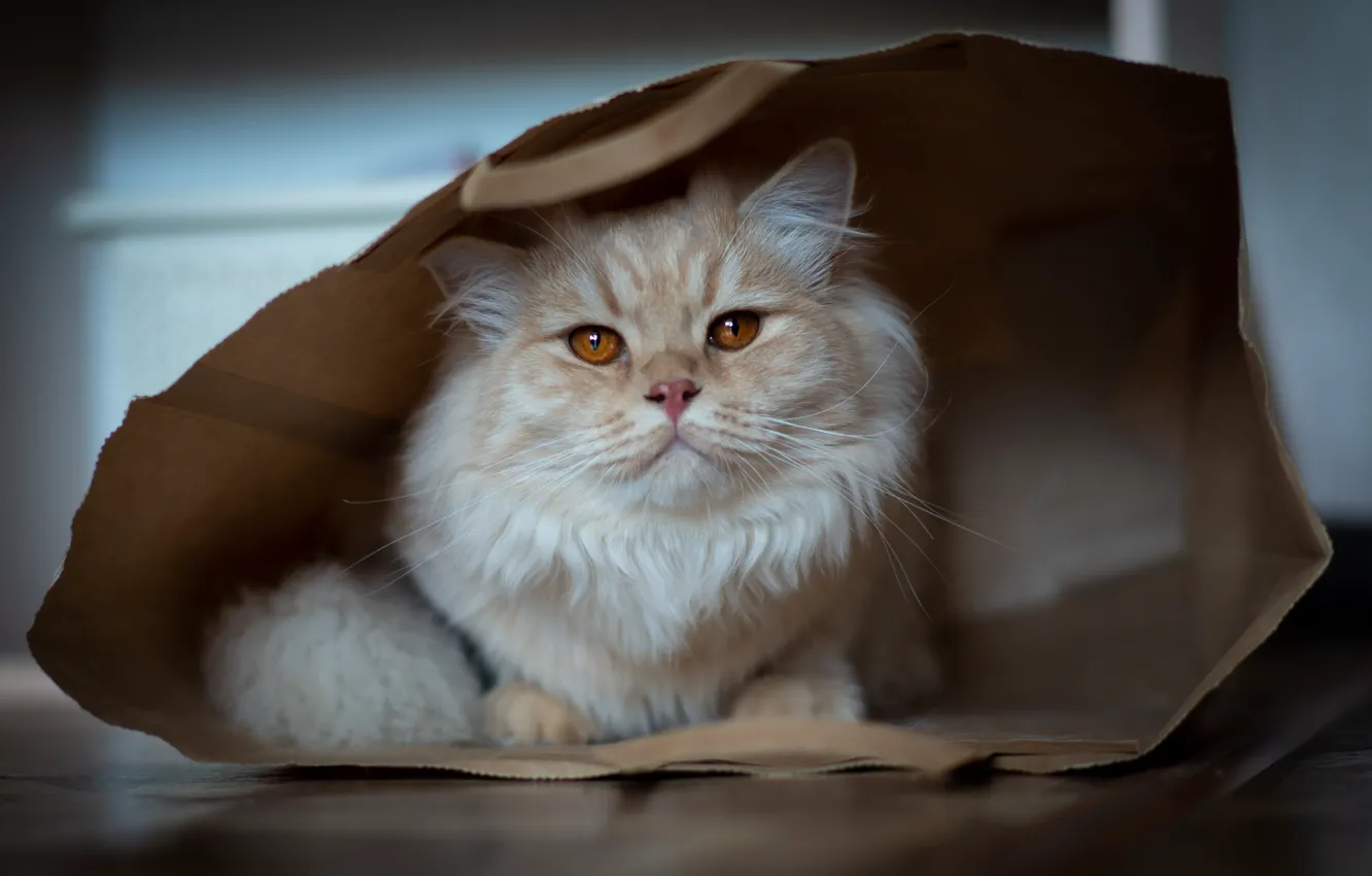 Photo wallpaper cat, cat, look, pose, fluffy, package, floor, red