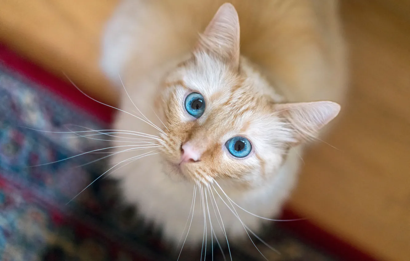 Photo wallpaper cat, cat, look, muzzle, blue eyes, bokeh, cat