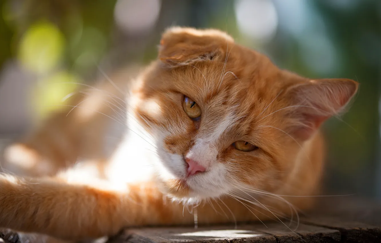 Photo wallpaper cat, cat, look, face, light, nature, pose, background