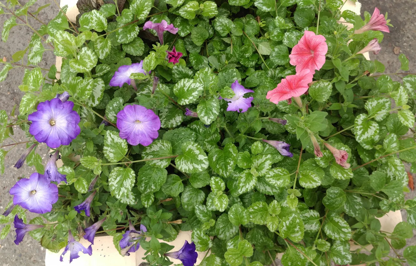 Photo wallpaper flowerbed, the bushes, Petunia, Mamala ©