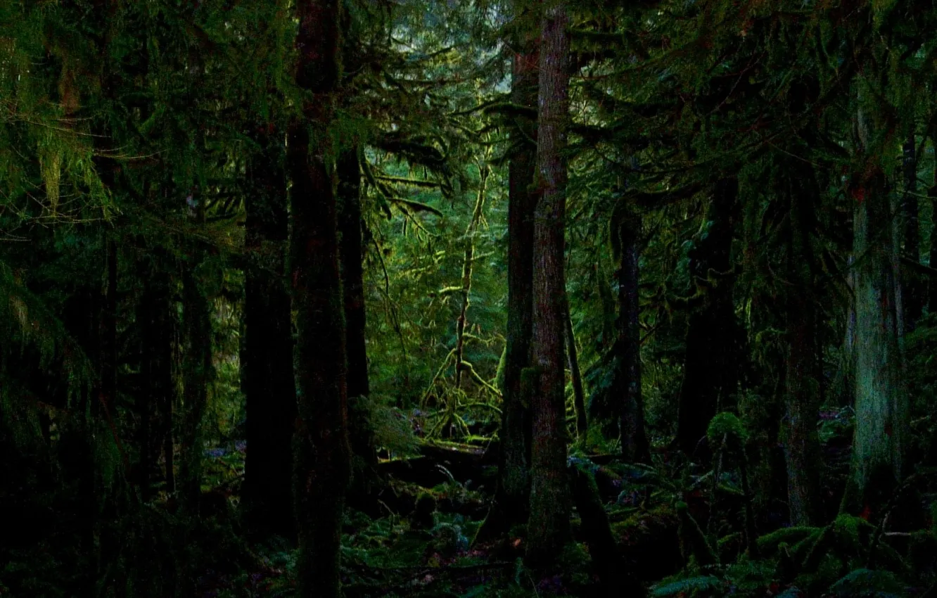 Photo wallpaper forest, trees, moss, thicket