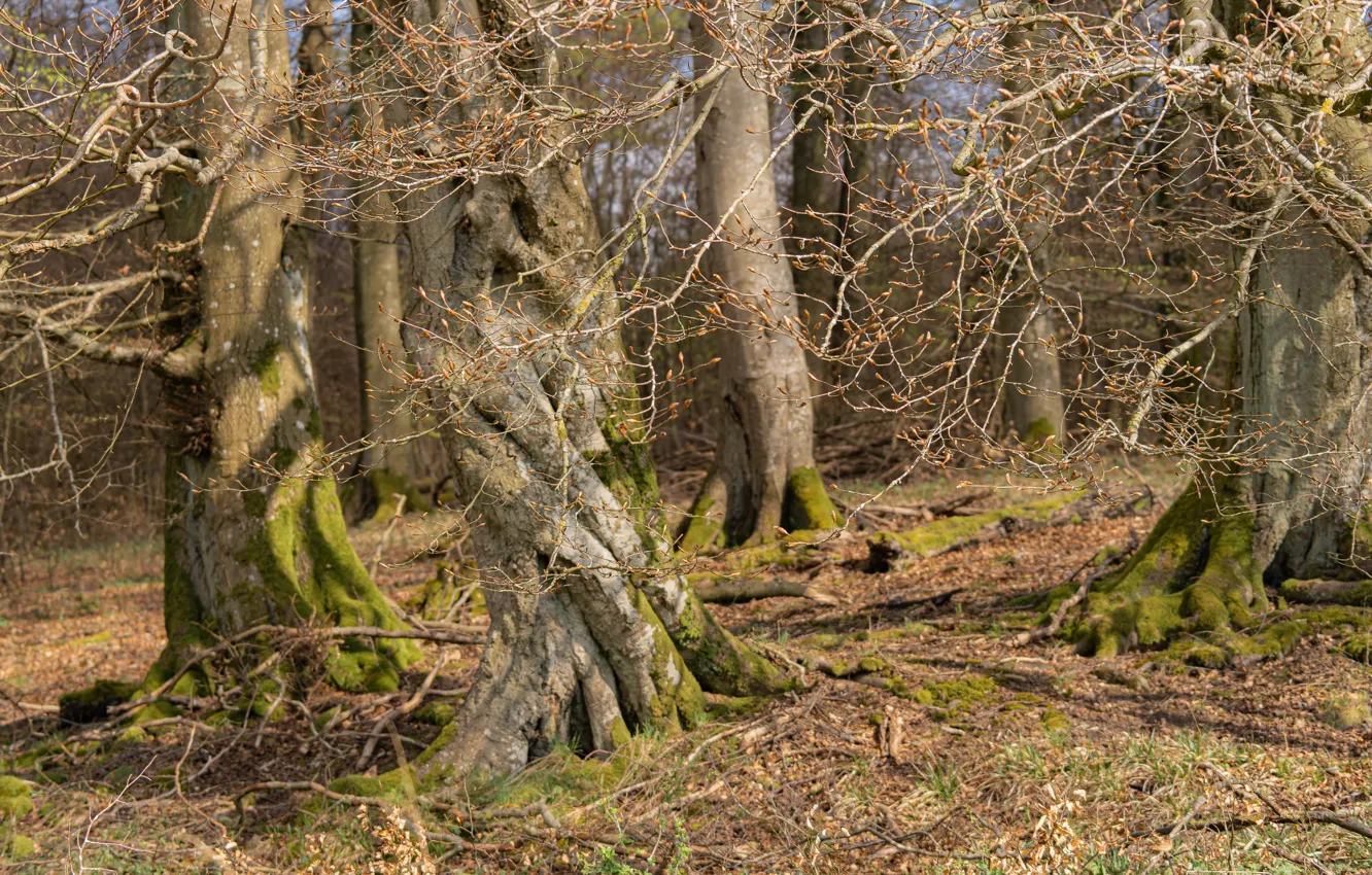 Photo wallpaper forest, trees, nature