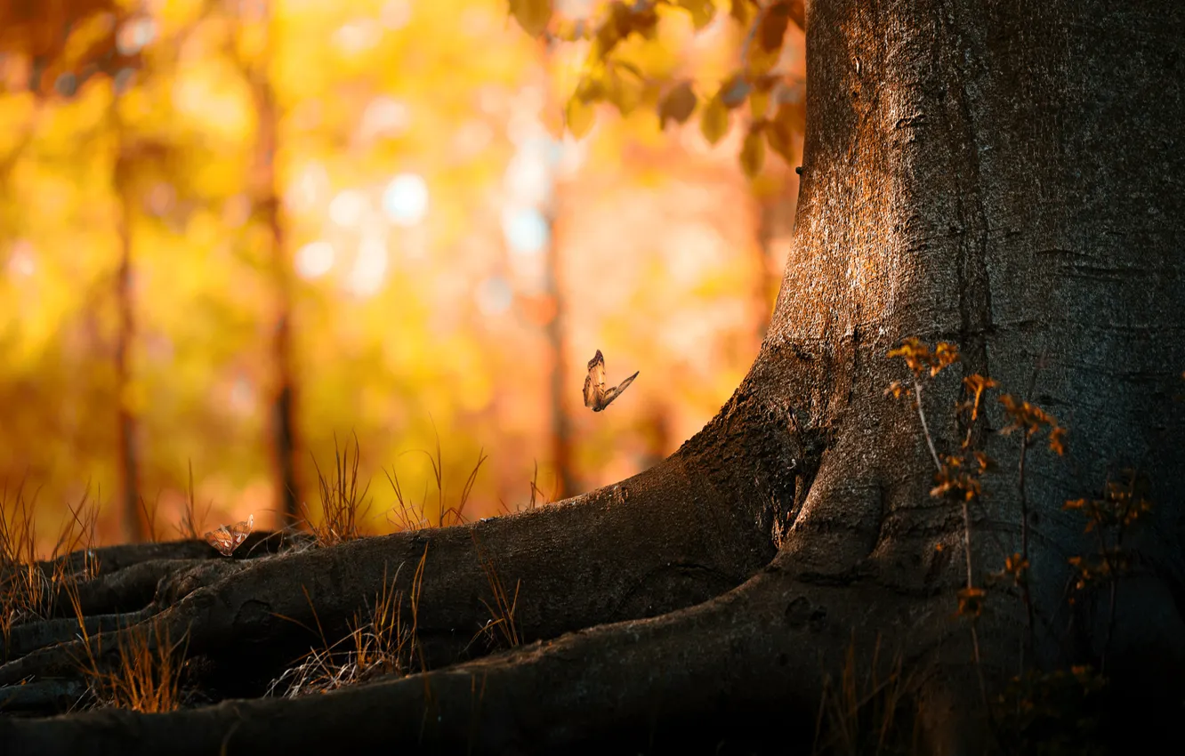 Photo wallpaper autumn, leaves, tree, butterfly