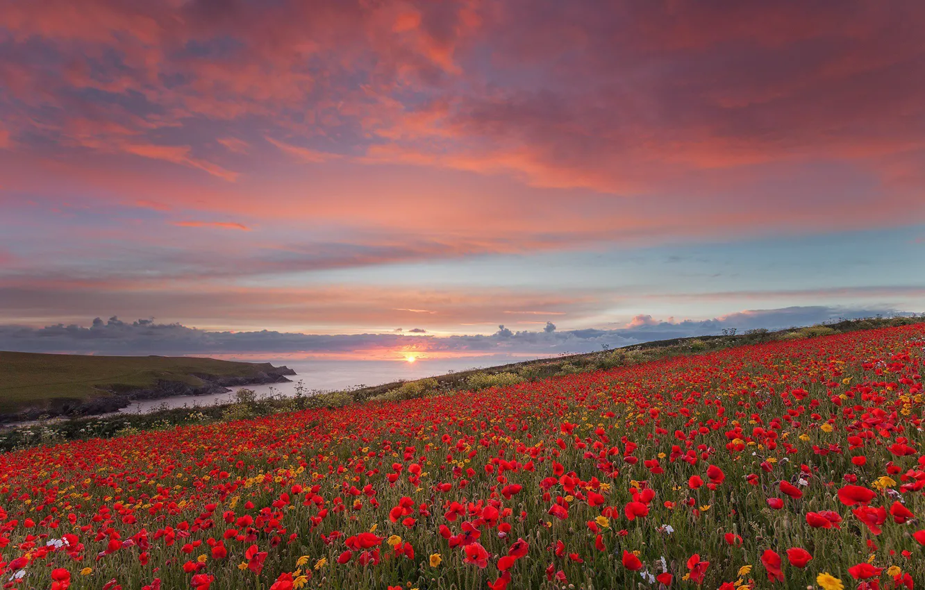Photo wallpaper shore, Maki, pond, poppy field