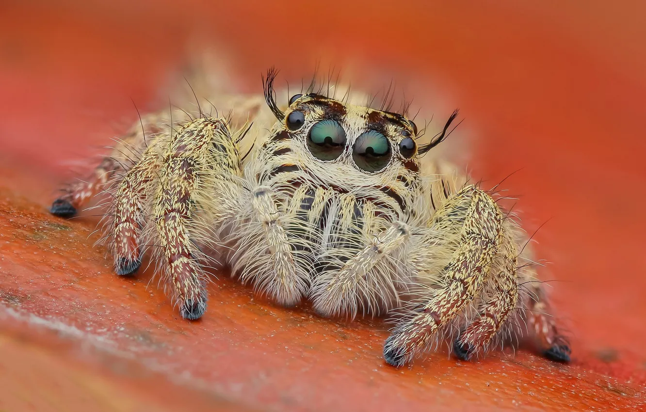 Photo wallpaper look, macro, background, spider, insect