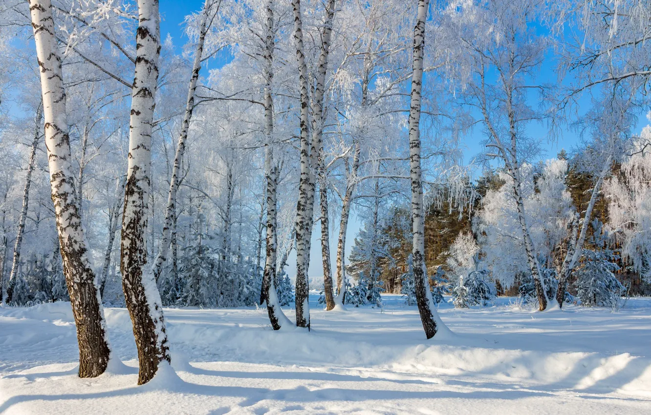 Photo wallpaper snow, birch, a wonderful day, frost and sun