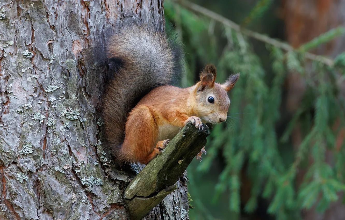 Photo wallpaper trees, animal, protein, bitches, Sergey Morozov