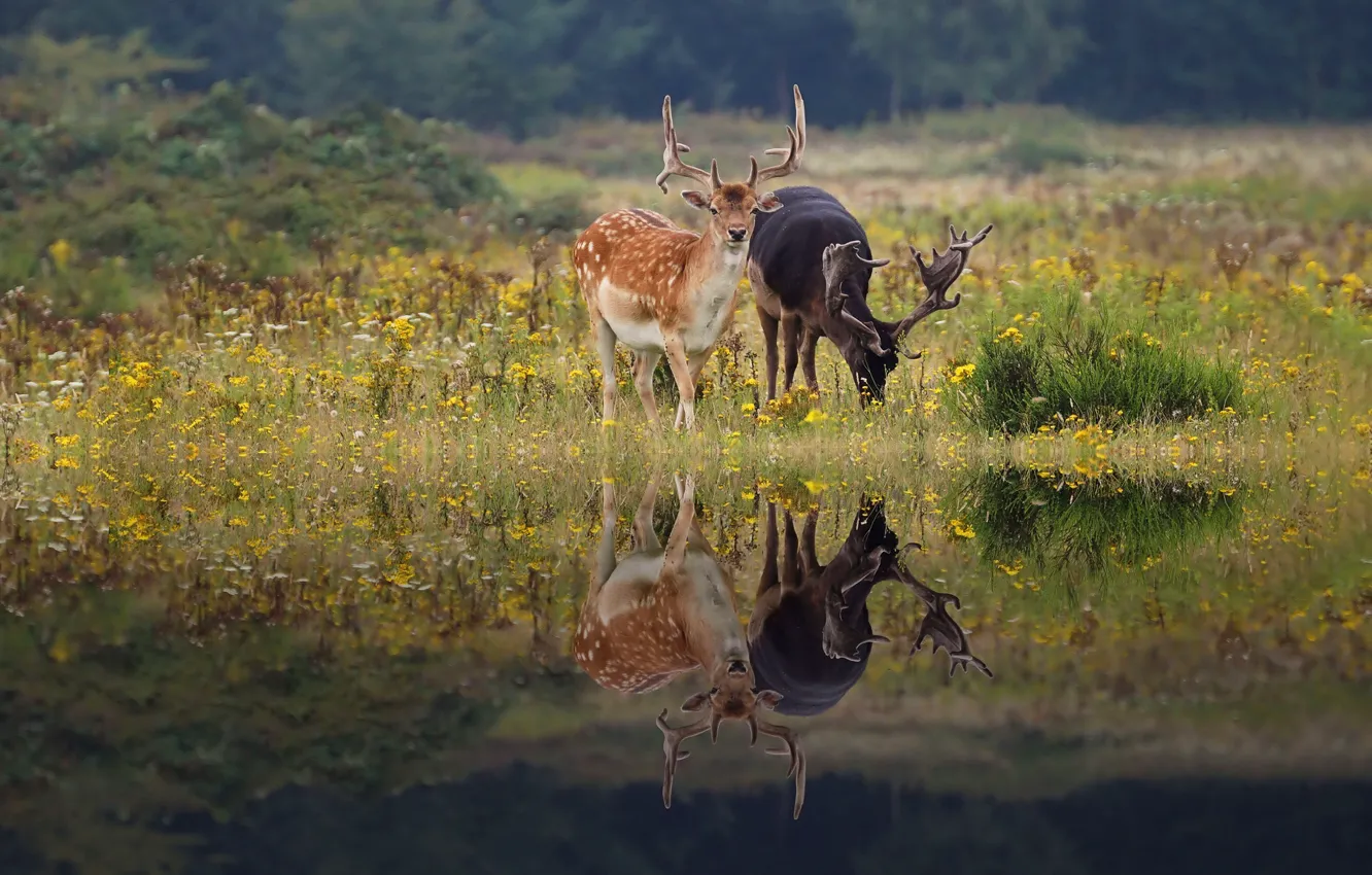 Photo wallpaper flowers, reflection, shore, deer, meadow, pair, drink, pond
