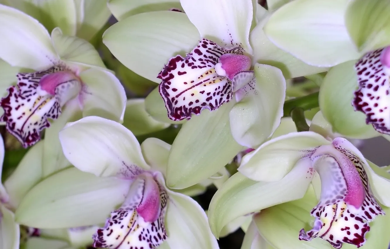 Photo wallpaper flowers, Orchid, light green