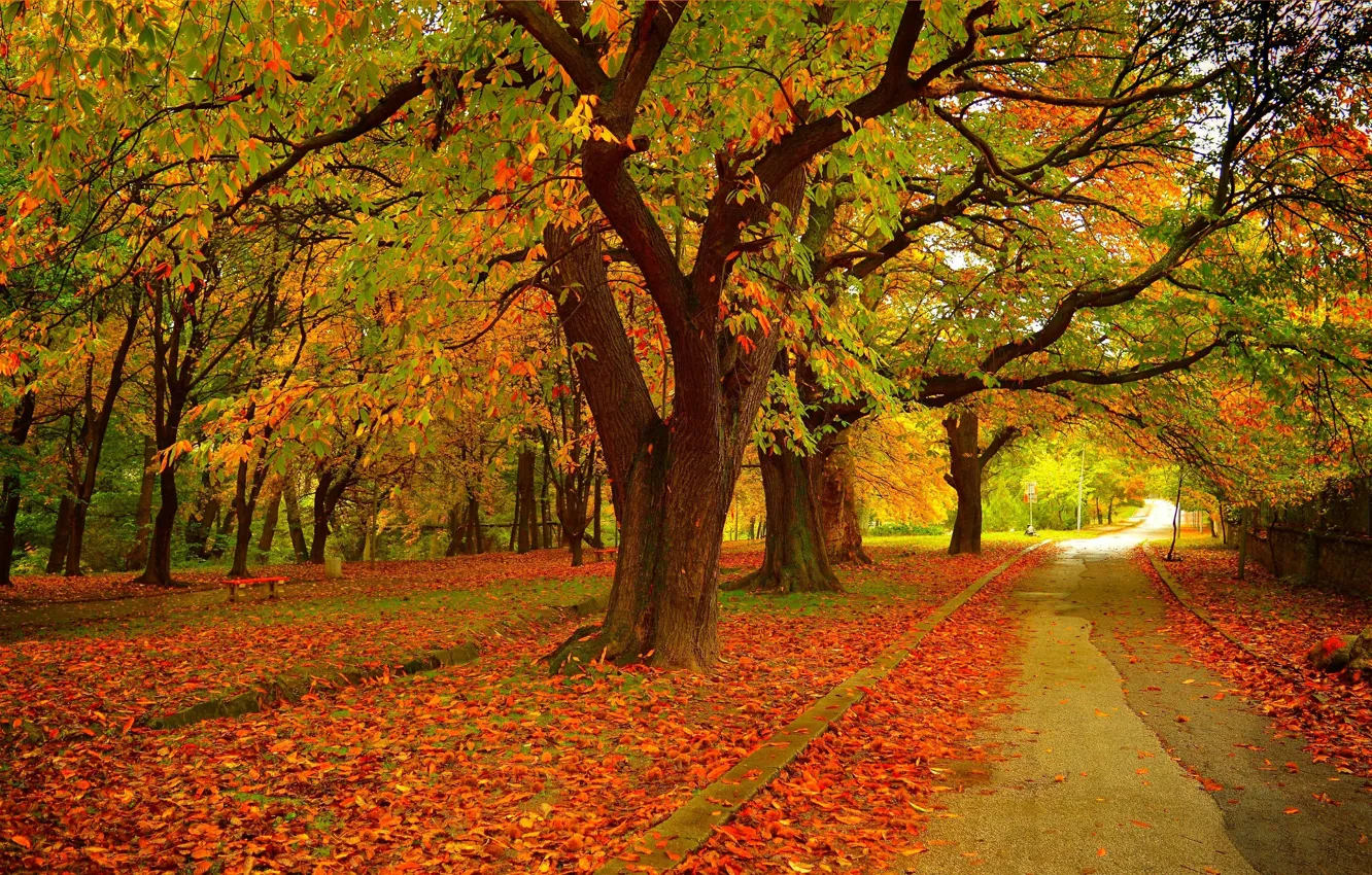 Photo wallpaper autumn, trees, Park, foliage, colors, track, falling leaves, trees