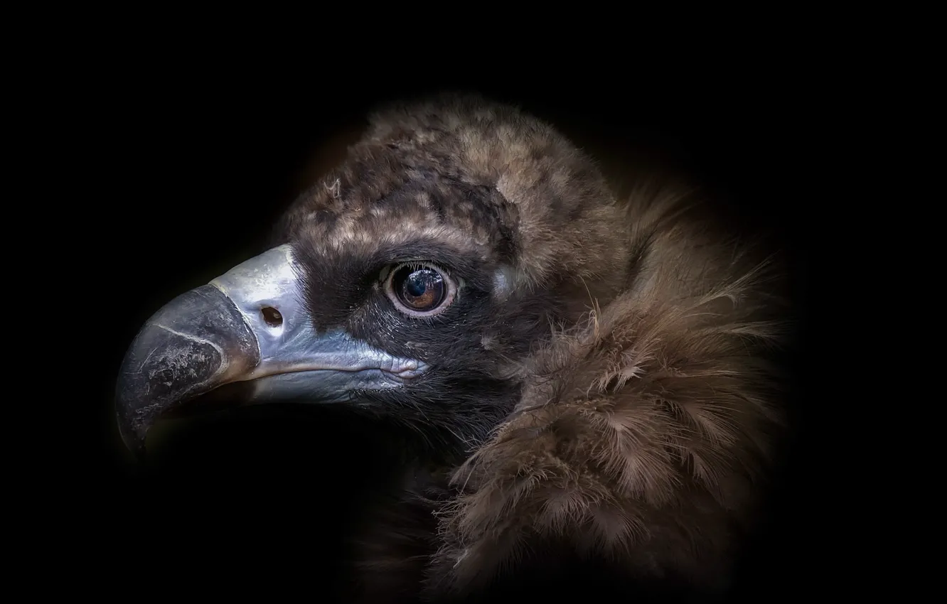 Photo wallpaper background, bird, eagle