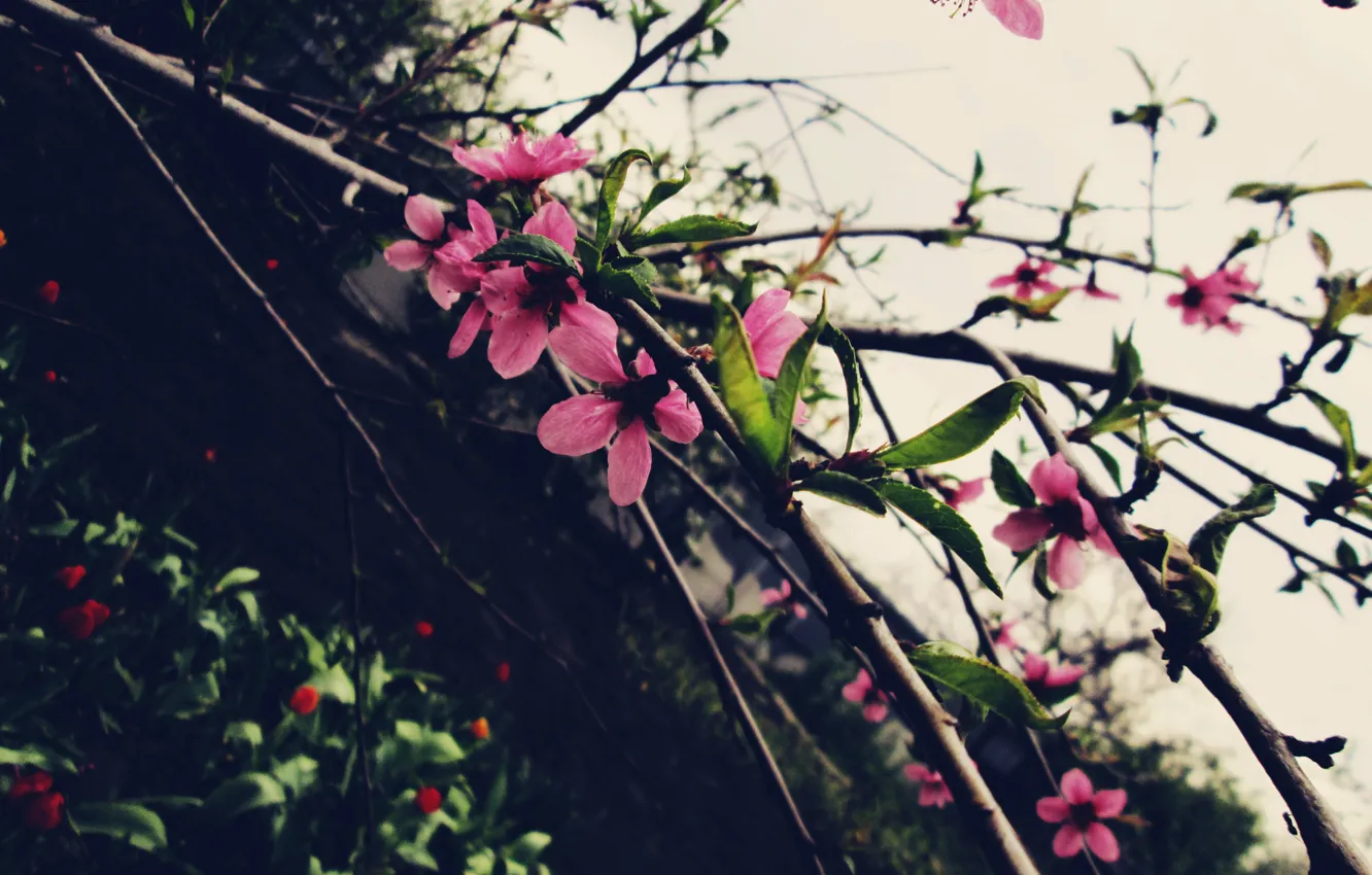 Photo wallpaper flowers, tree, pink, beautiful