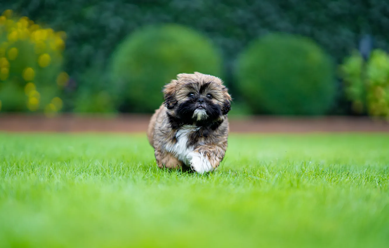 Photo wallpaper glade, dog, running, puppy, lawn, Shih Tzu