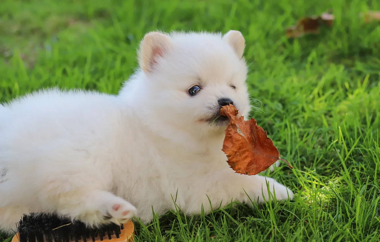 Photo wallpaper white, grass, the game, leaf, dog, brush, puppy, face
