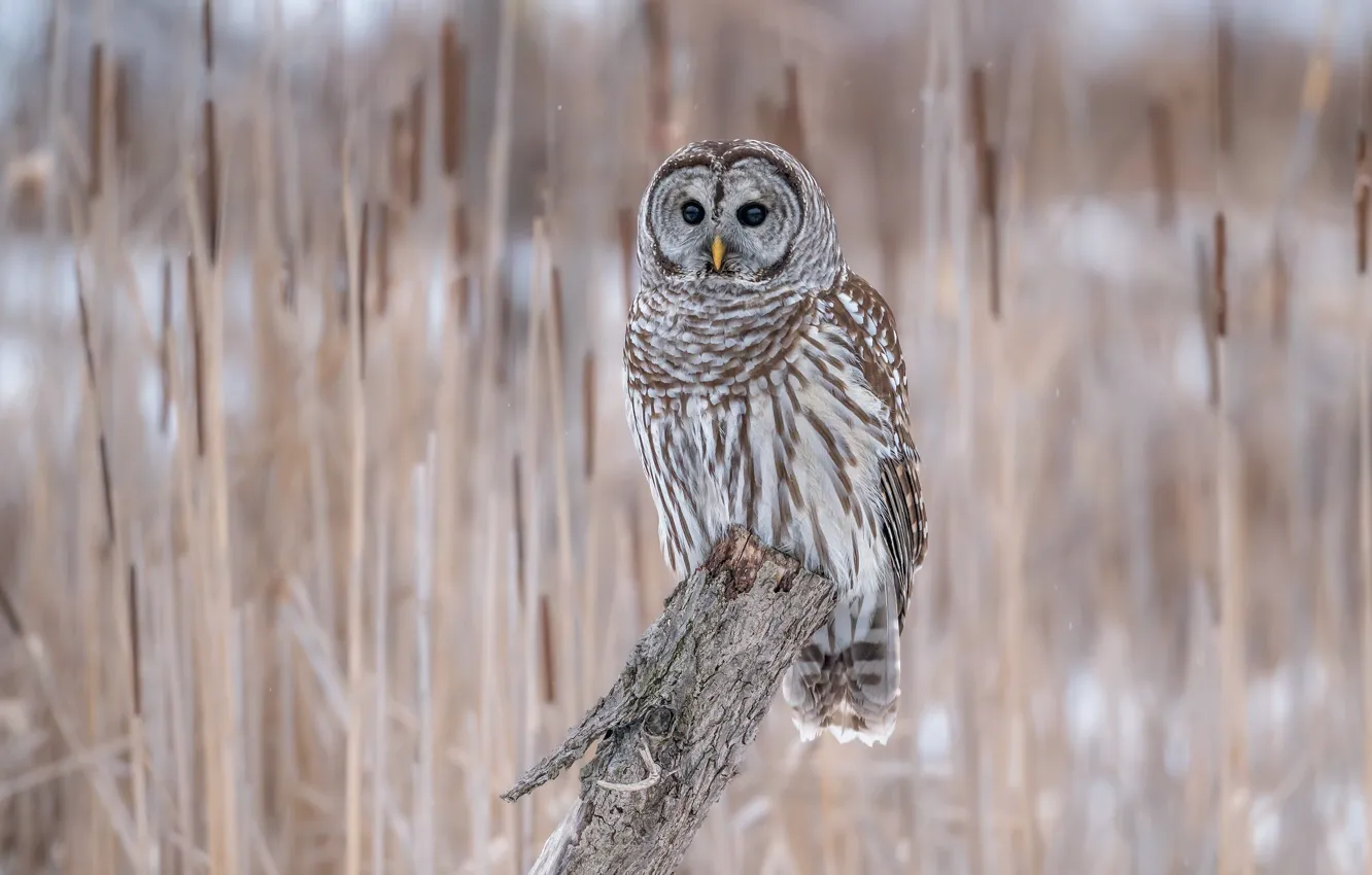 Photo wallpaper owl, bird, stump, stem, cattail, bitches, blurred background, owl