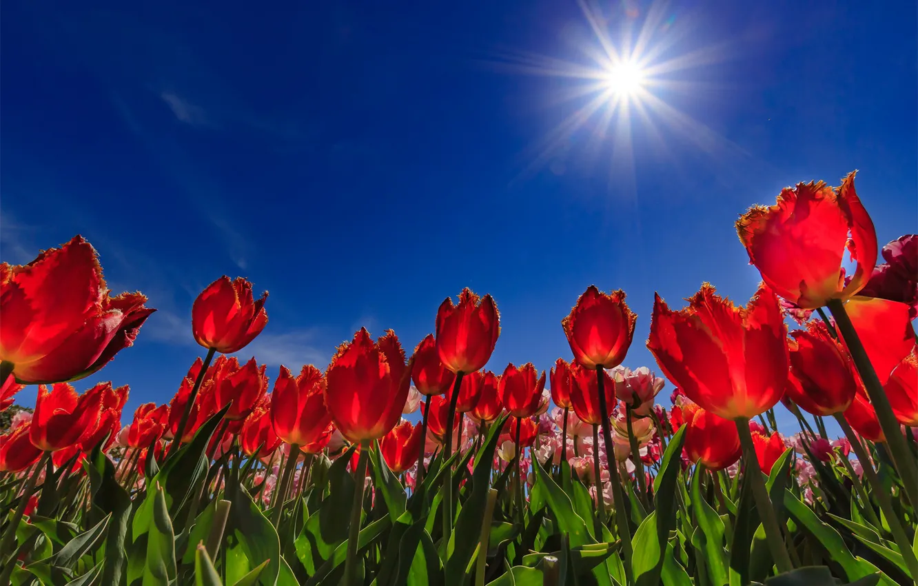 Photo wallpaper the sky, the sun, tulips