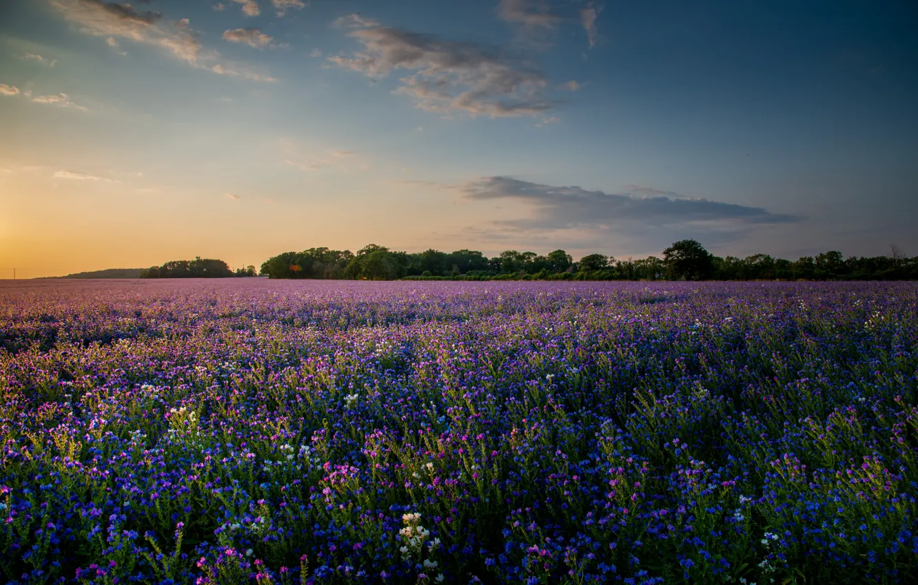 Photo wallpaper field, flowers, the evening, phacelia