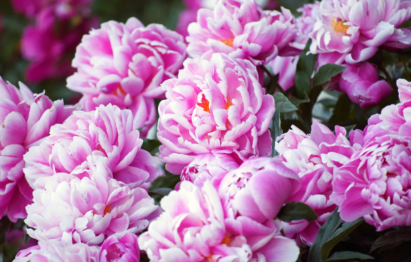 Photo wallpaper flowers, a lot, garden, bokeh, peonies, pink, the bushes