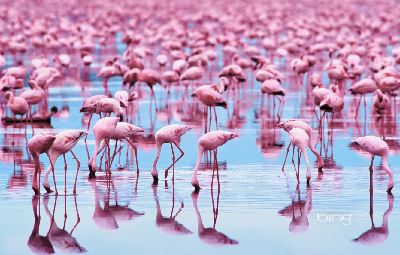 Photo wallpaper animal, bird, Flamingo