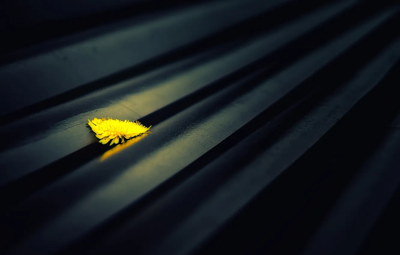 Photo wallpaper macro, flowers, dandelion