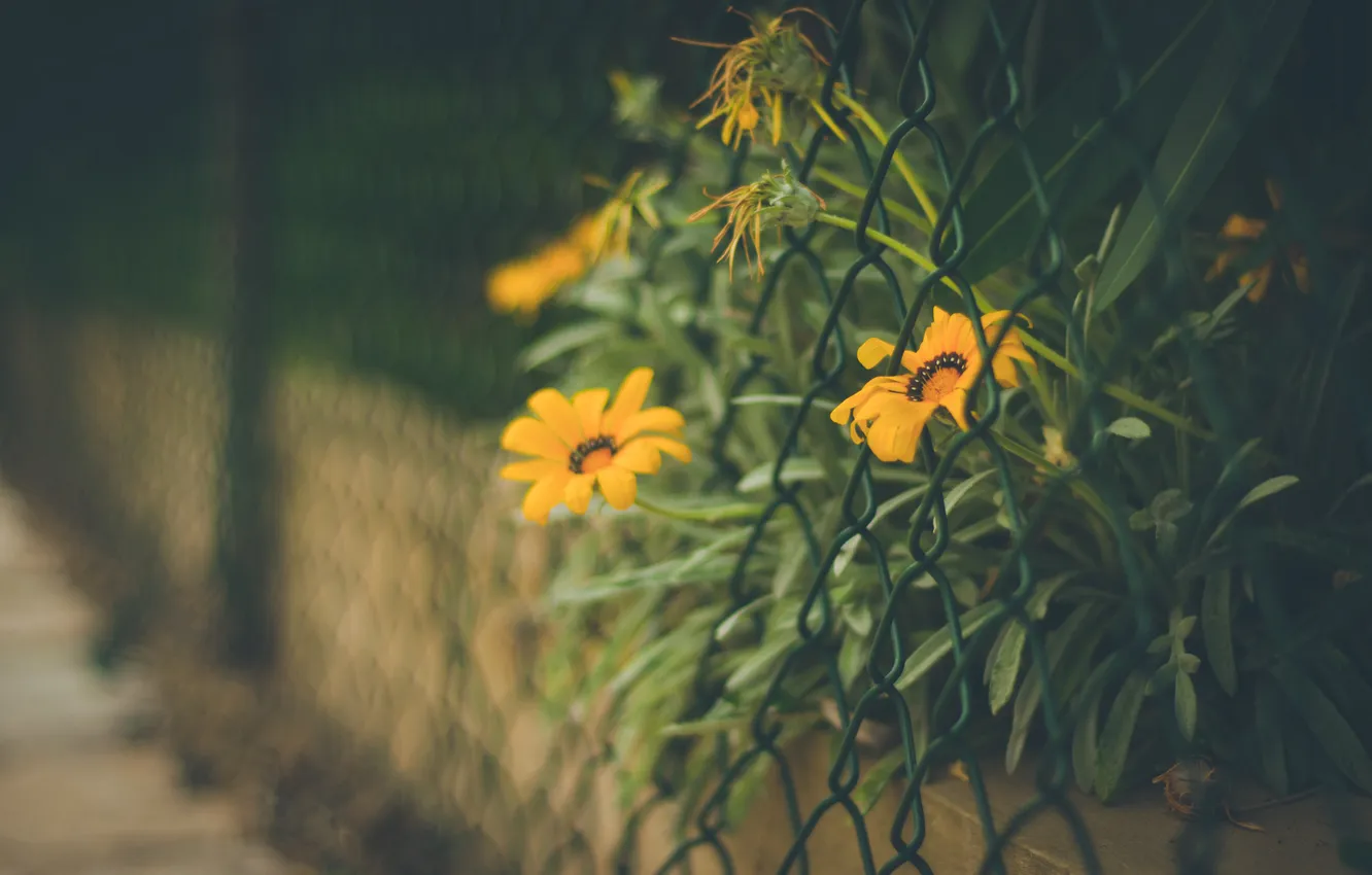 Photo wallpaper flowers, mesh, the fence, fence, yellow, petals
