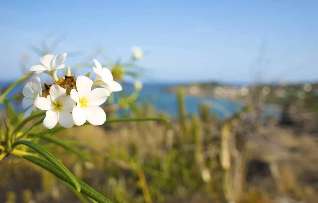 Photo wallpaper summer, flowers, blur, bokeh