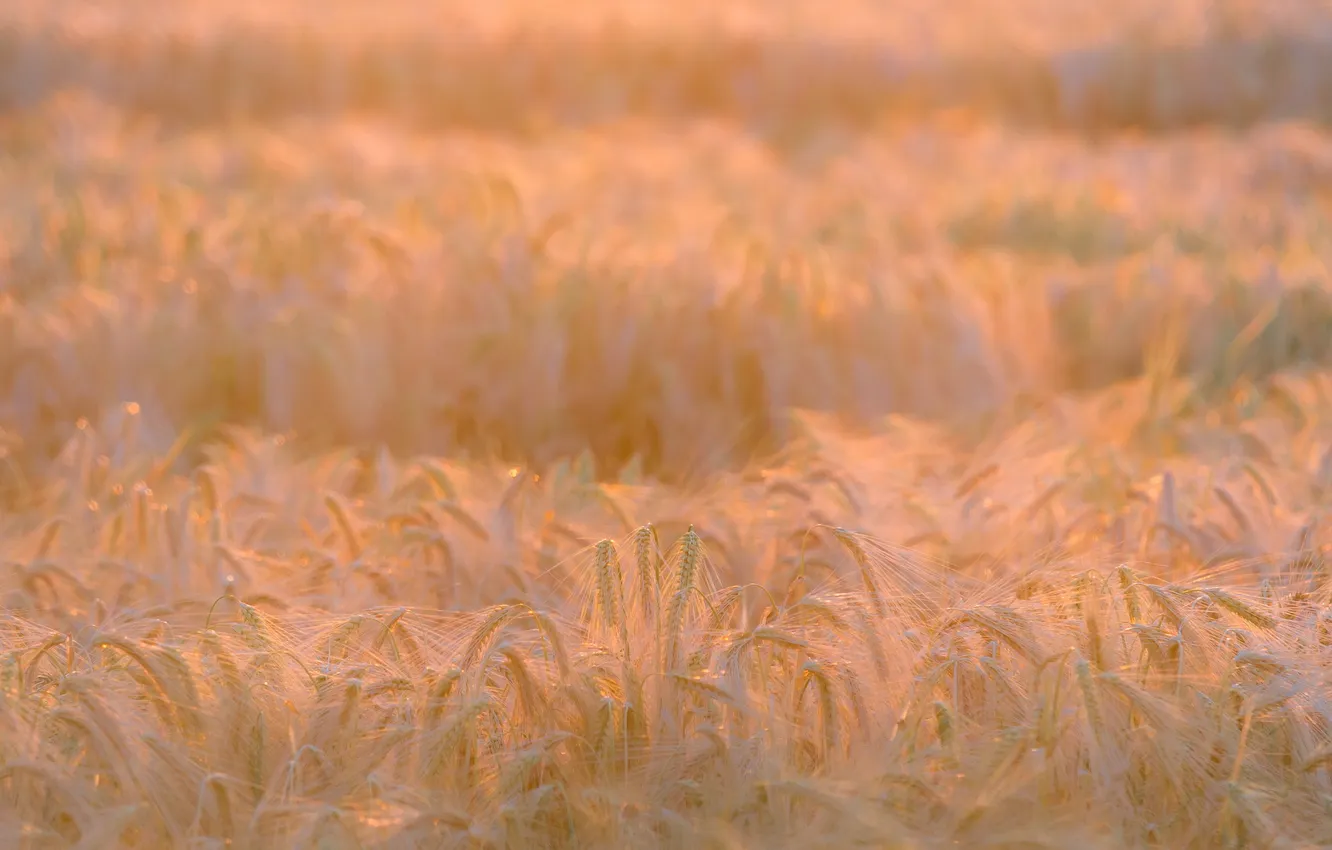 Photo wallpaper field, landscape, nature, morning, ears