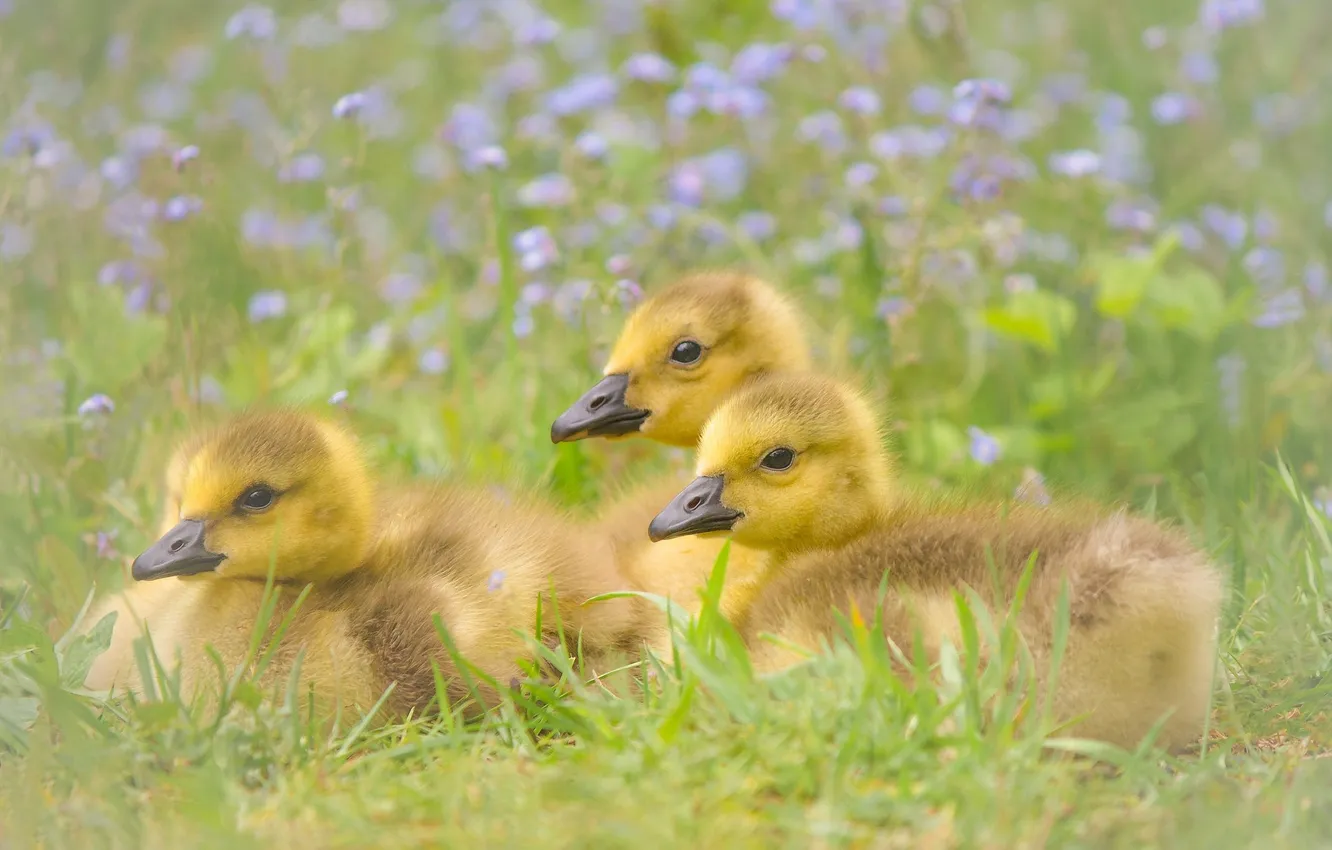 Photo wallpaper flowers, nature, weed, little ducklings