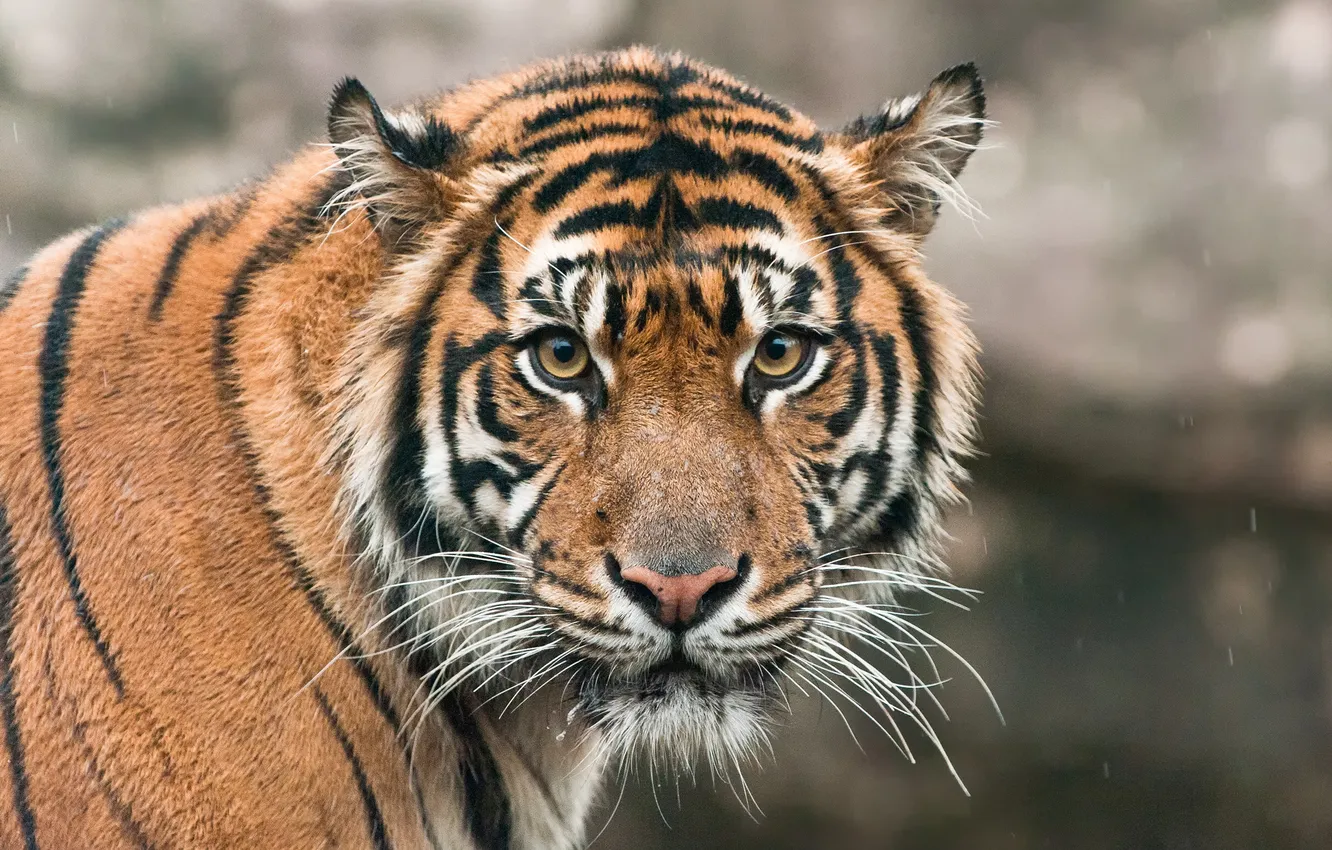 Photo wallpaper cat, look, face, tiger