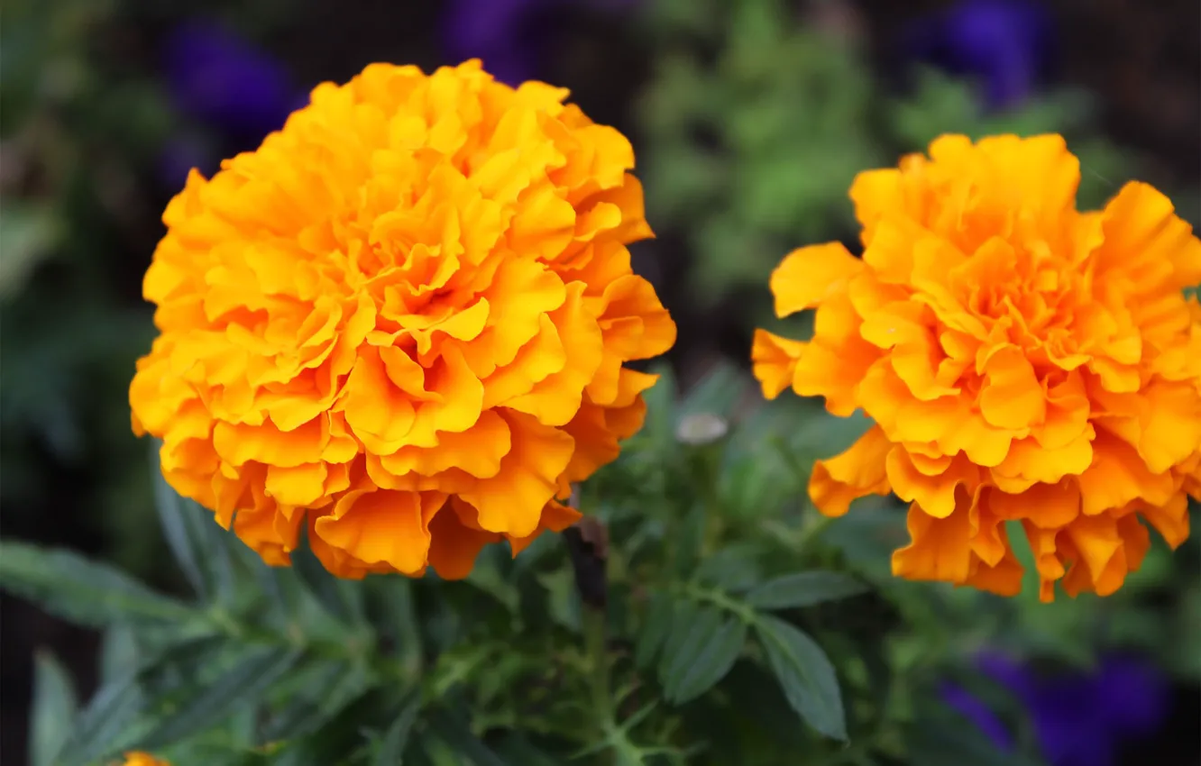 Photo wallpaper flowers, orange, marigolds