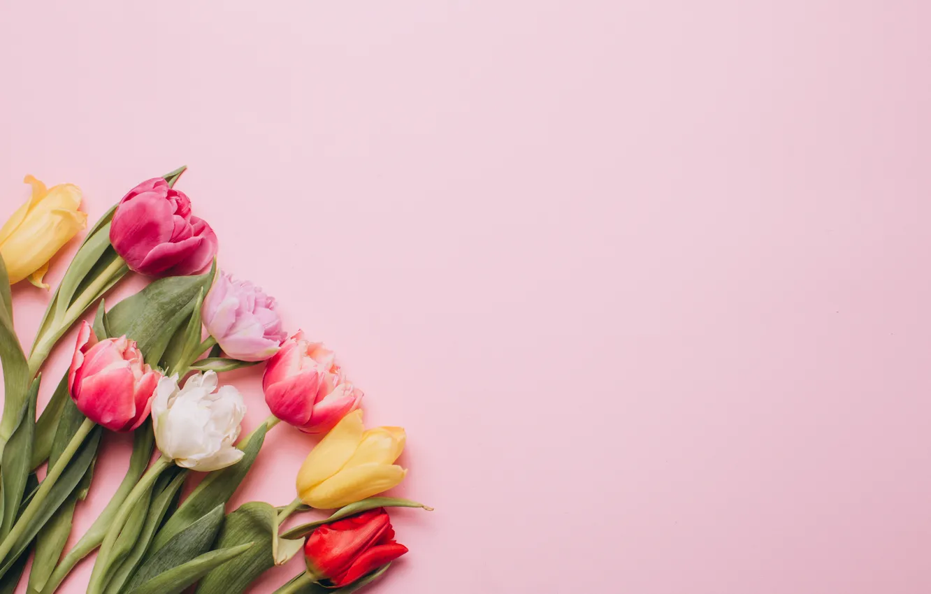 Photo wallpaper flowers, colorful, tulips, pink, white, white, fresh, wood