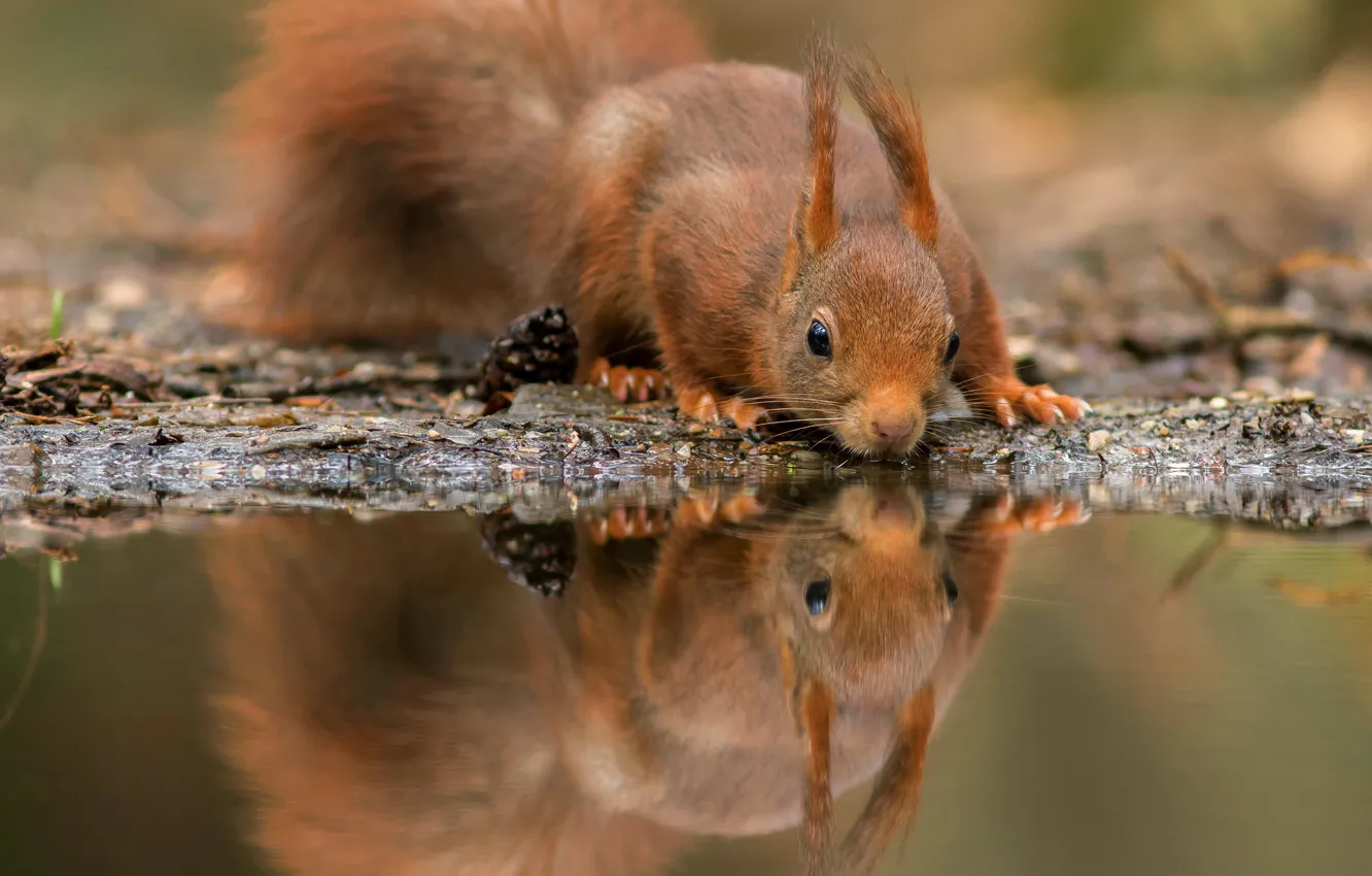 Photo wallpaper water, nature, pose, reflection, cute, protein, muzzle, red