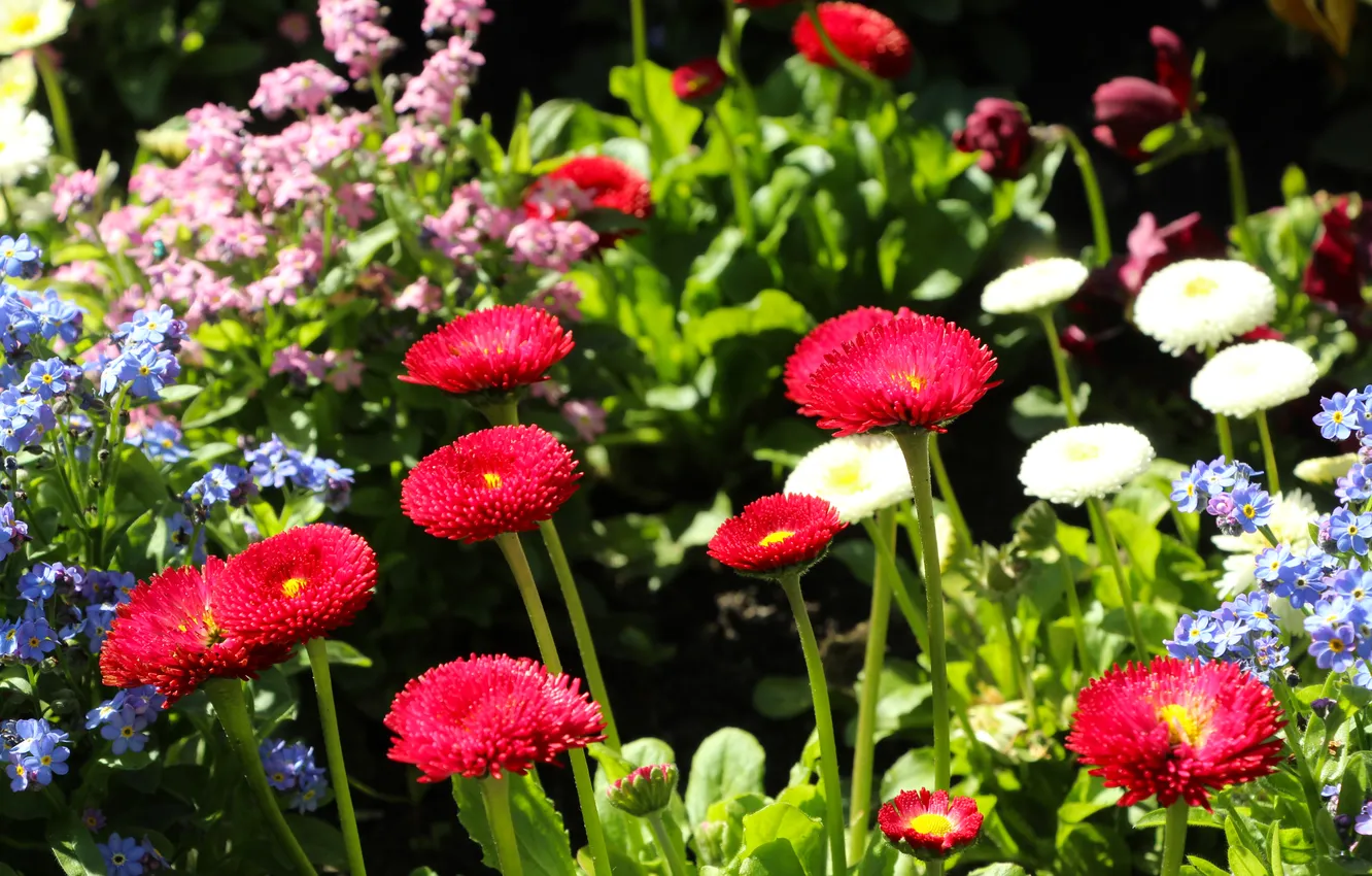 Photo wallpaper colors, garden, spring, blumming