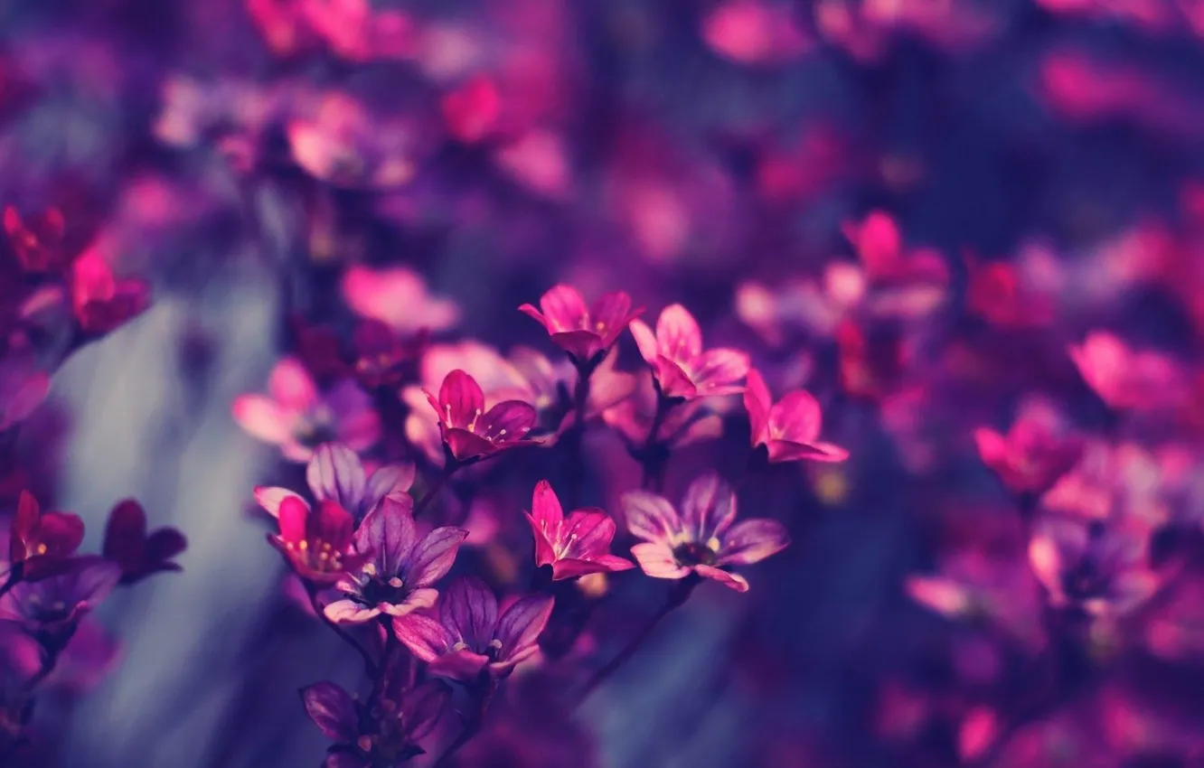 Photo wallpaper macro, flowers, photo, lilac