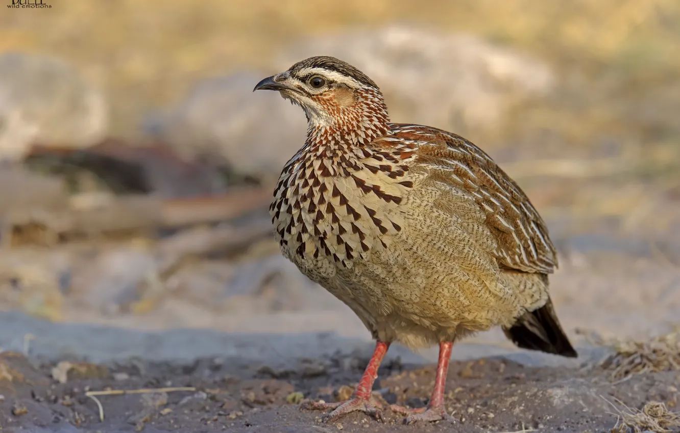 Photo wallpaper look, nature, background, bird, DUELL ©