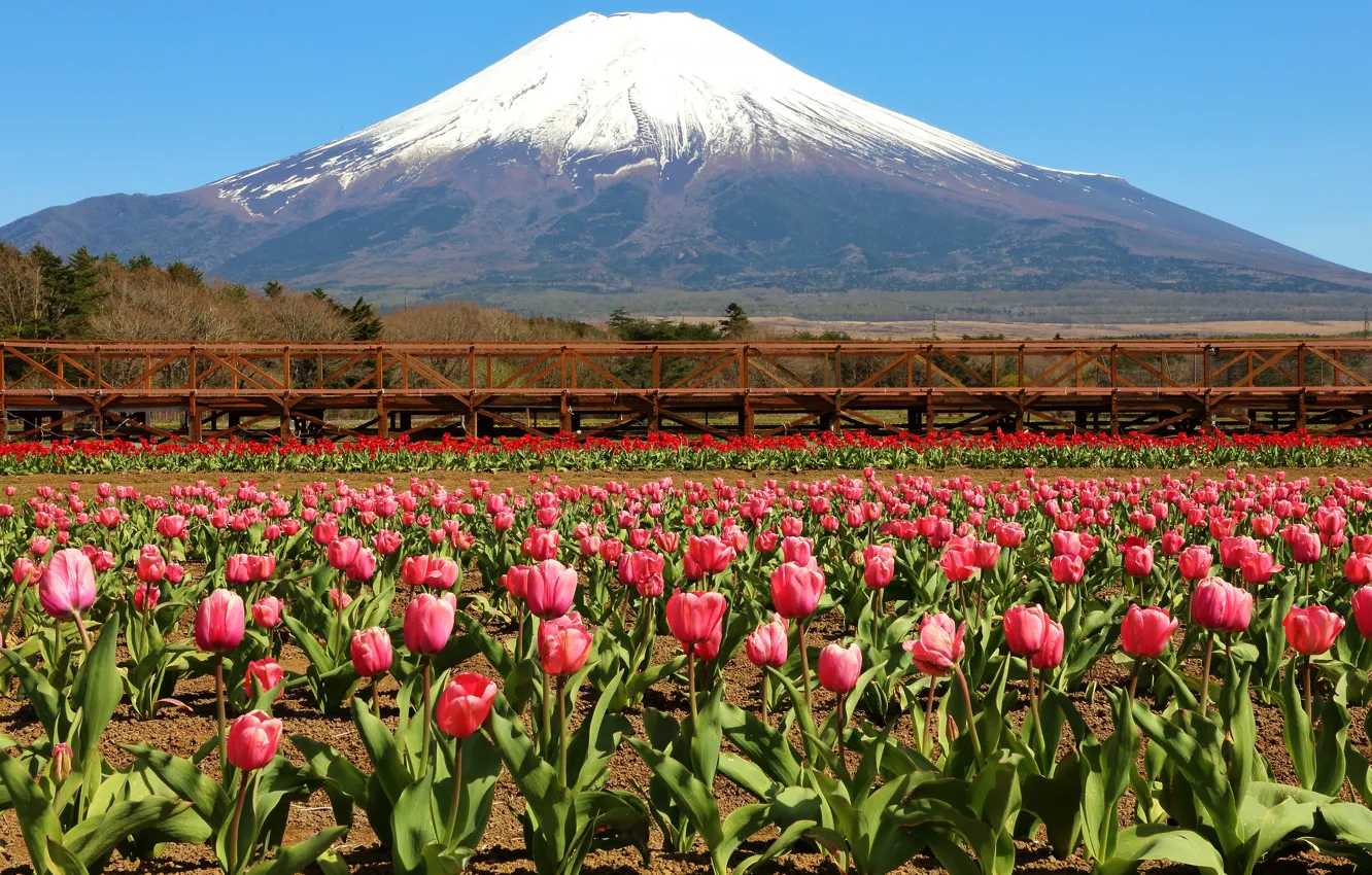 Photo wallpaper the sky, snow, flowers, mountains, bridge, view, dal, slope