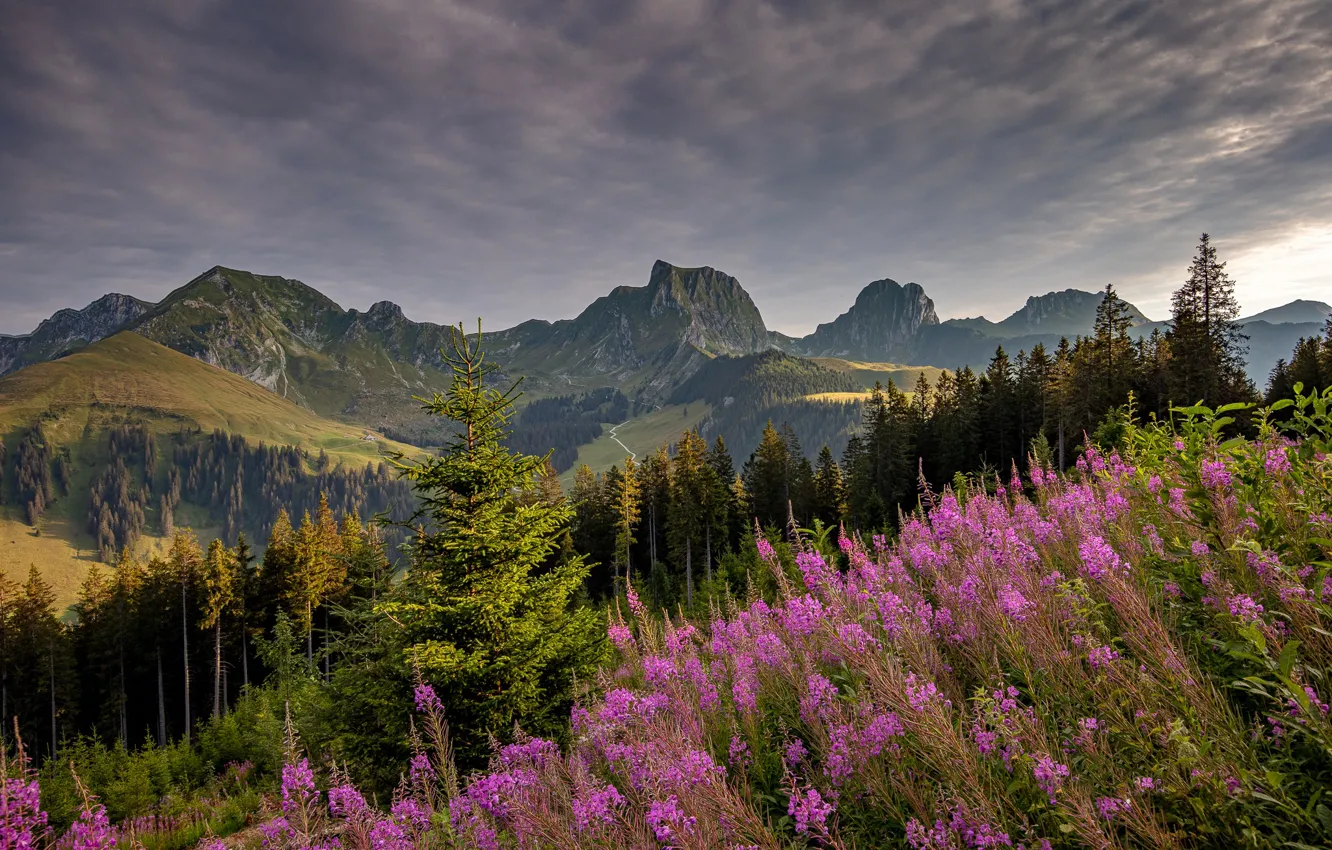 Photo wallpaper forest, summer, clouds, flowers, mountains, ate, slope, pink