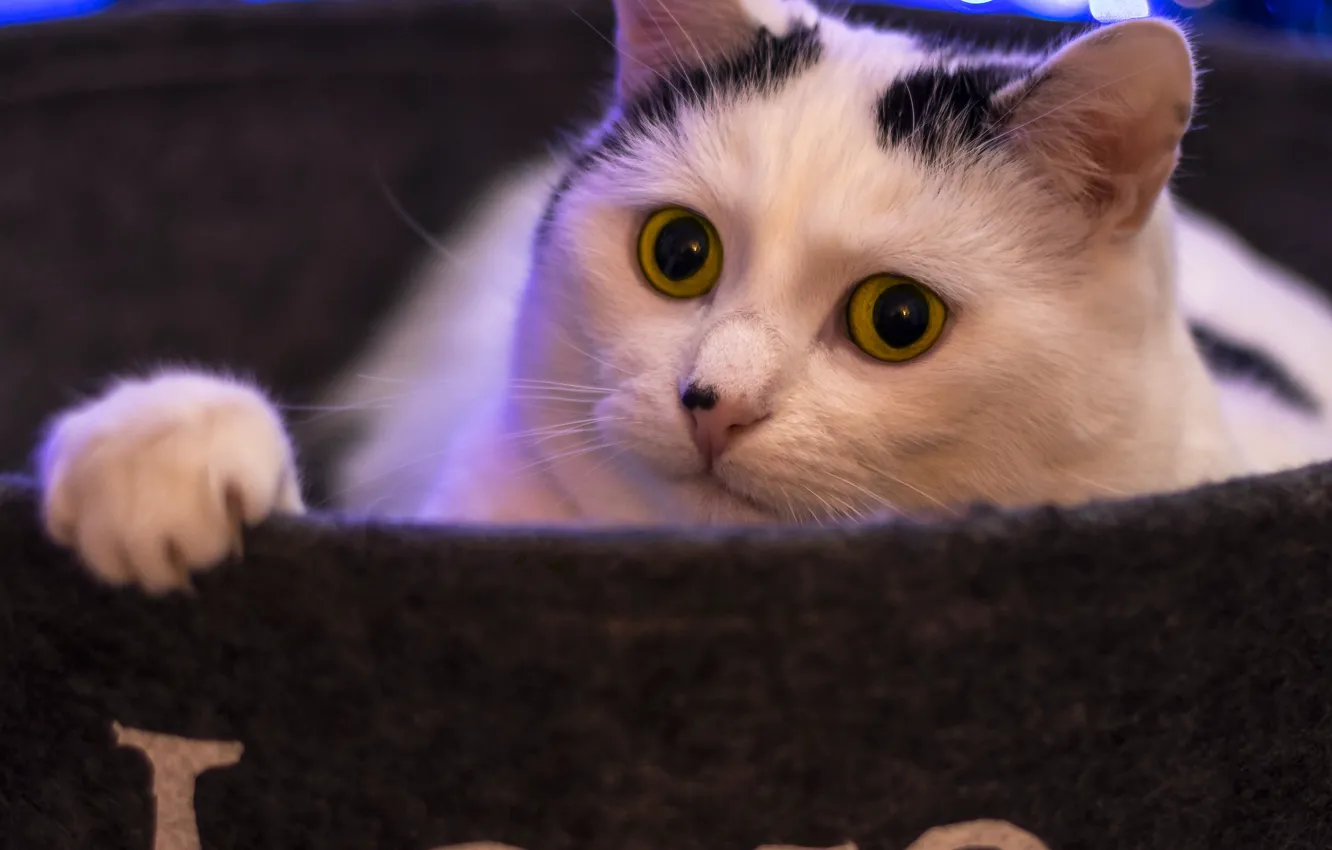 Photo wallpaper cat, pose, look, face, cat